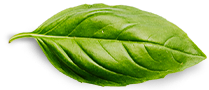Basil Leaf 6